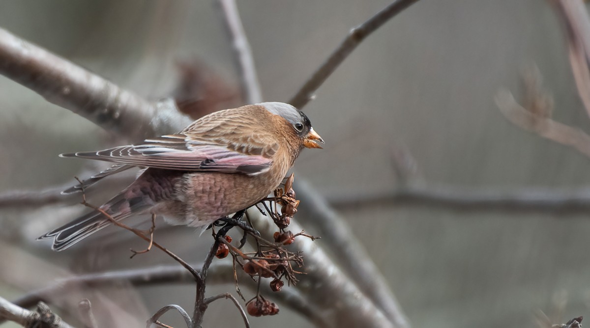 Gray-crowned Rosy-Finch - ML614828011