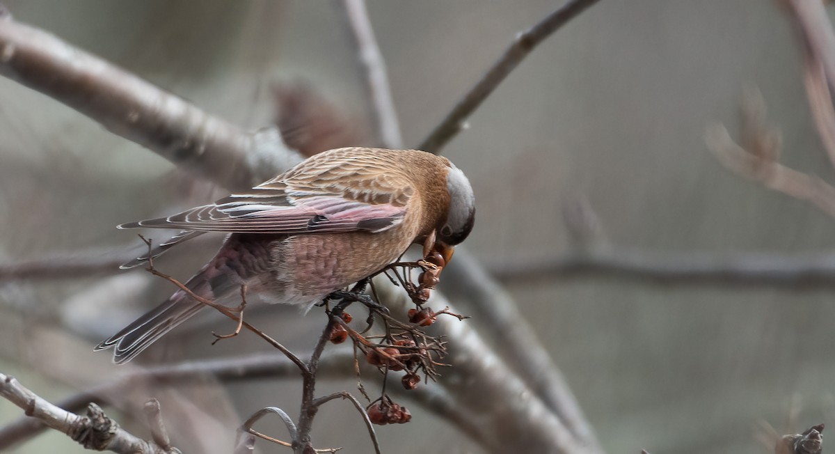 Gray-crowned Rosy-Finch - Ian Topolsky