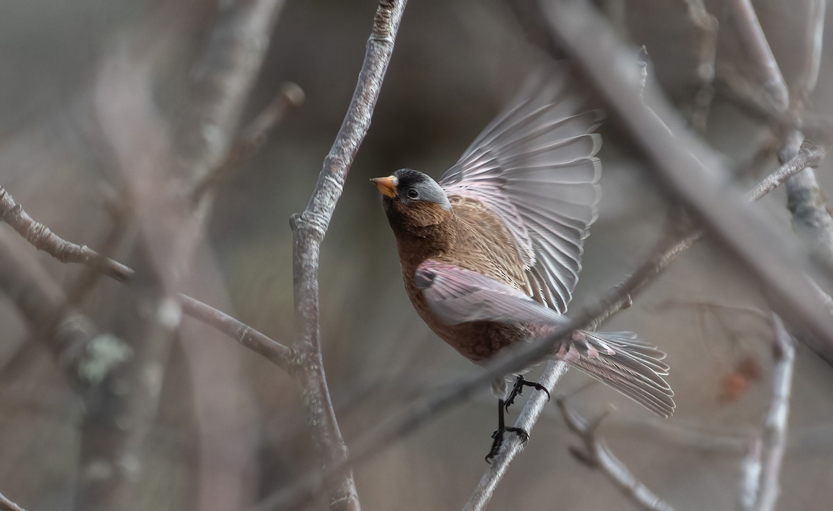 Gray-crowned Rosy-Finch - Ian Topolsky