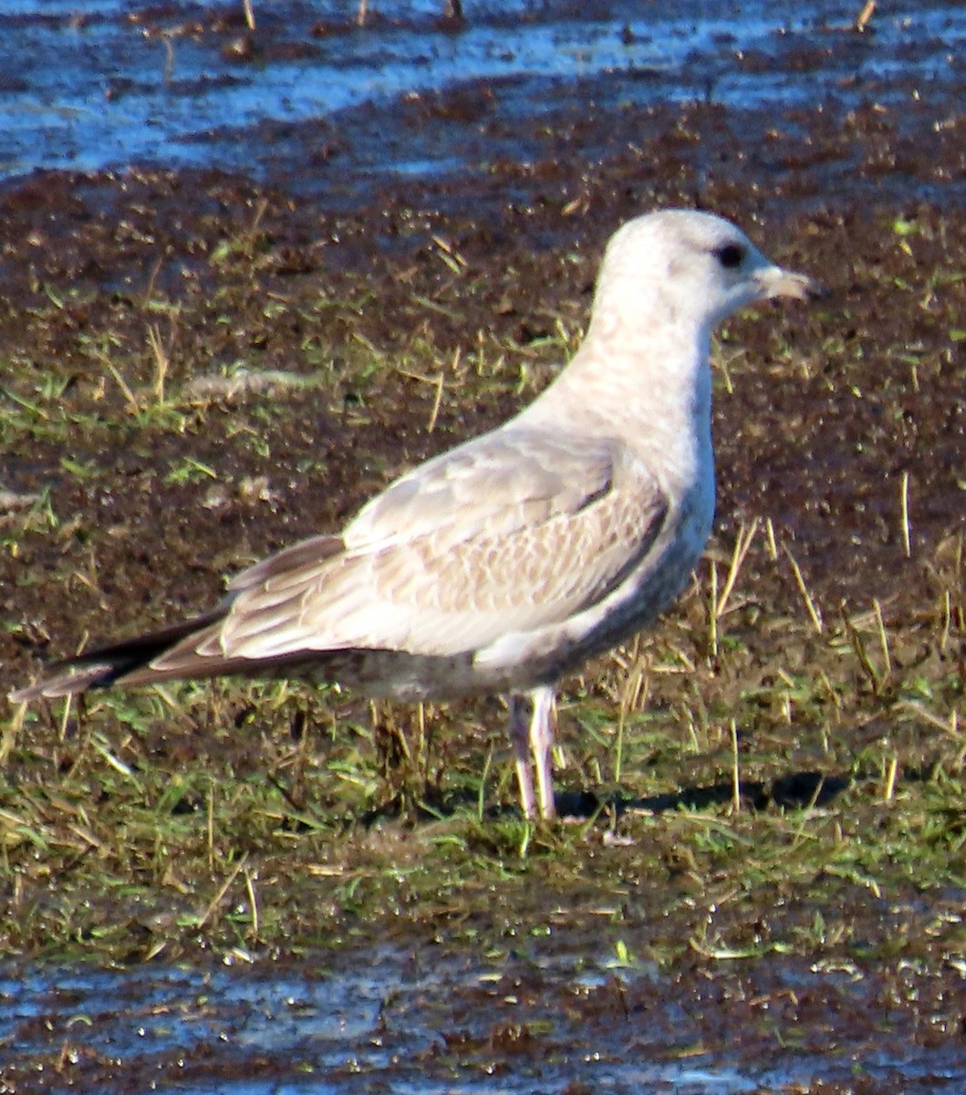 Short-billed Gull - ML614828019