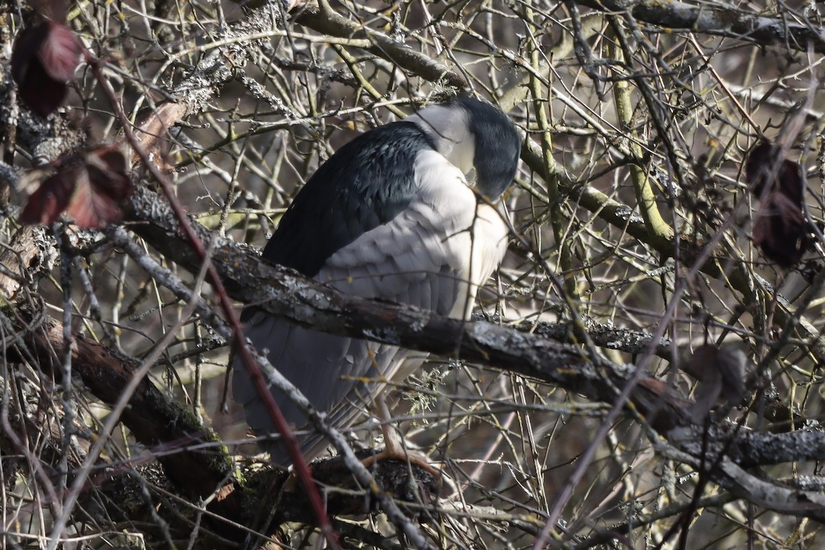 Black-crowned Night Heron - ML614828049