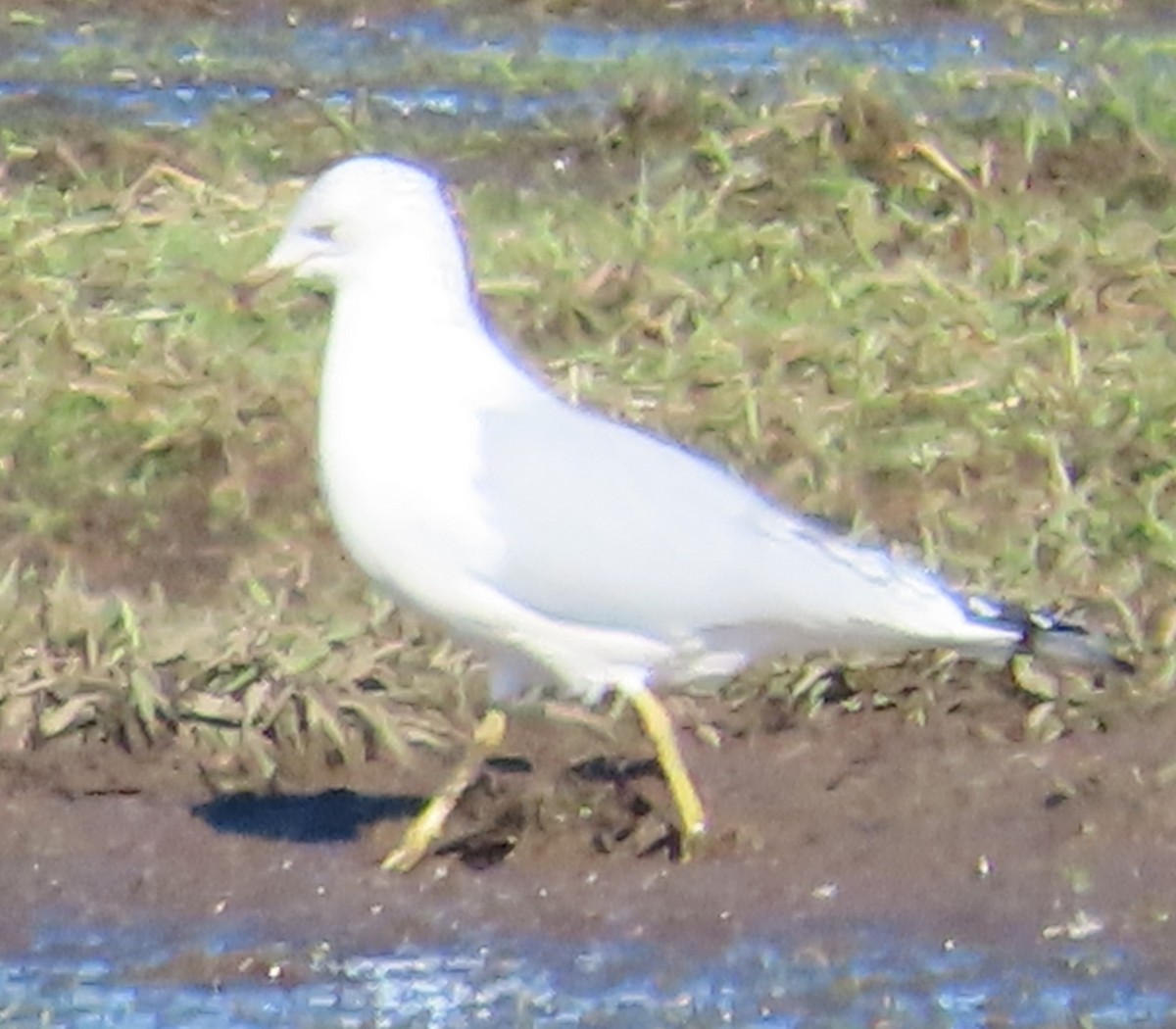 Ring-billed Gull - ML614828059