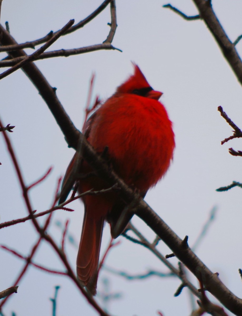 Cardinal rouge - ML614828105