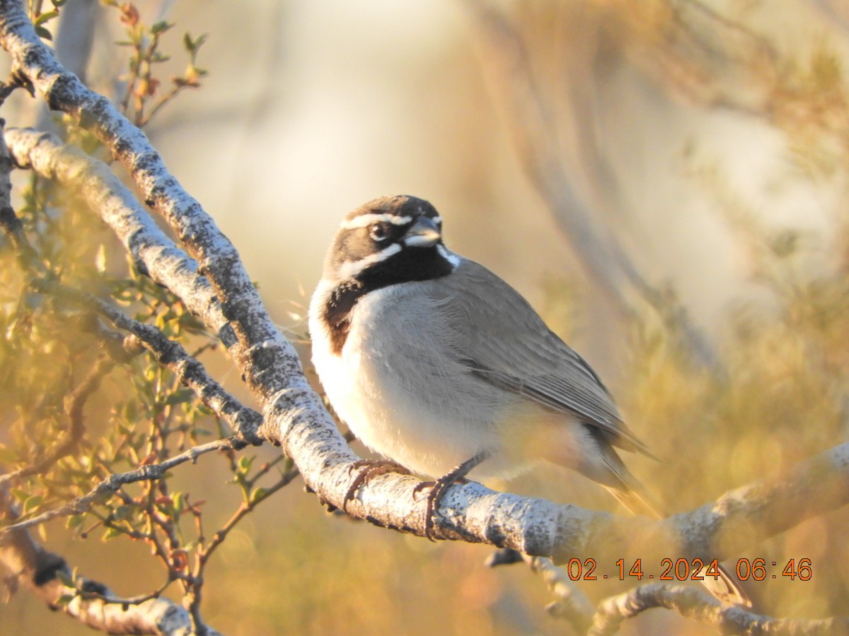 Black-throated Sparrow - Charles  Ritter