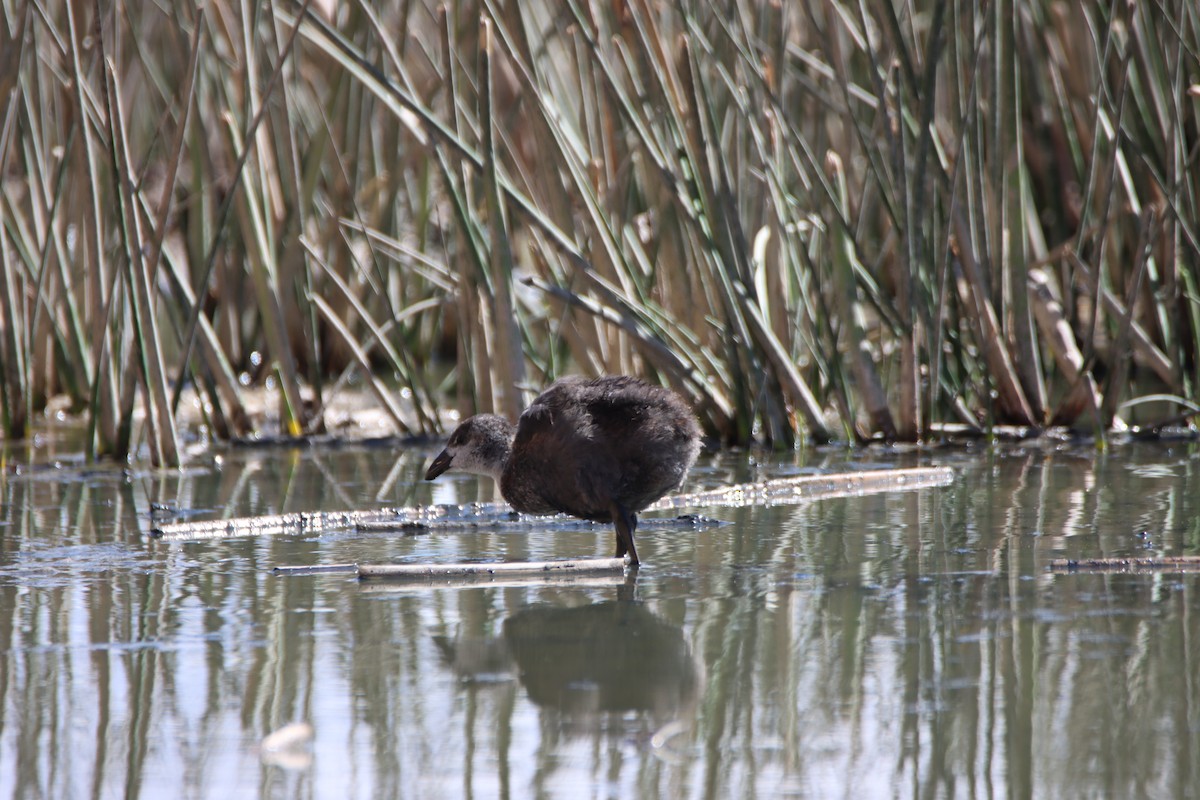 Giant Coot - ML614828113