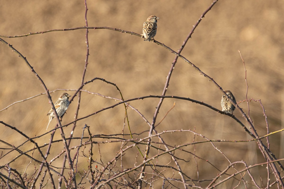 Spanish Sparrow - ML614828133