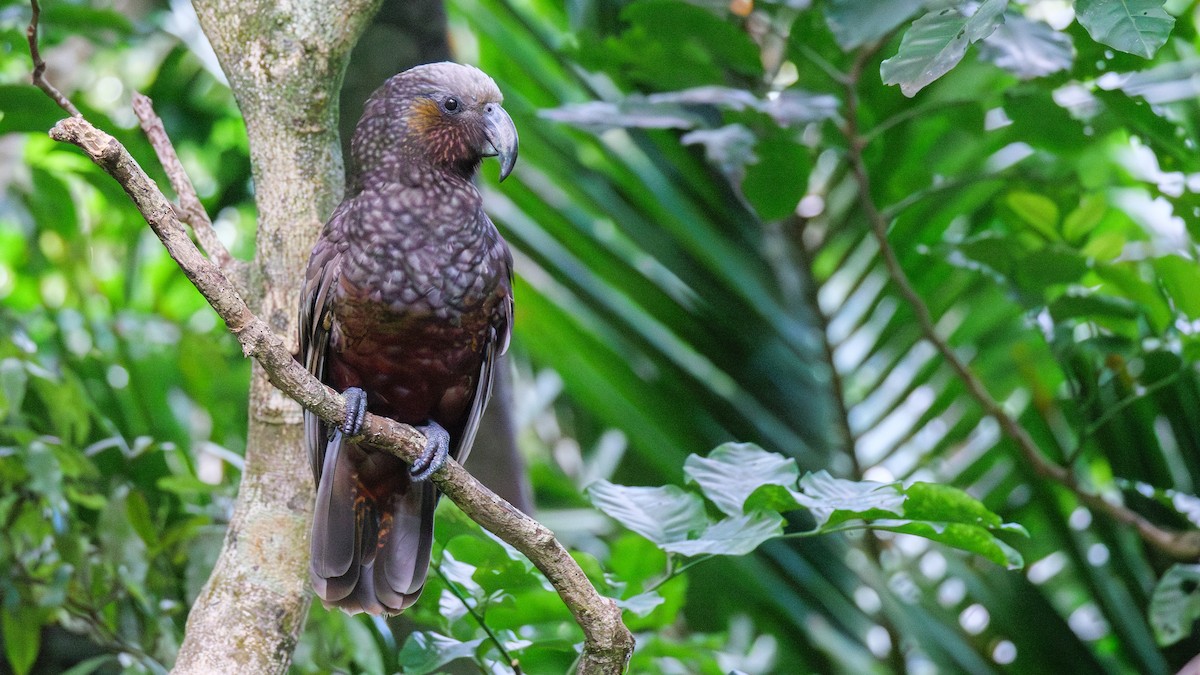 New Zealand Kaka - ML614828134