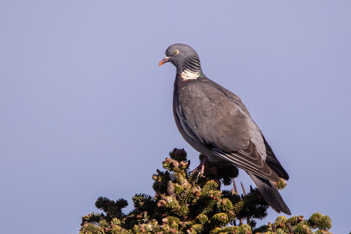 Common Wood-Pigeon - ML614828181
