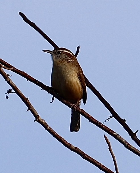 Carolina Wren - ML614828200