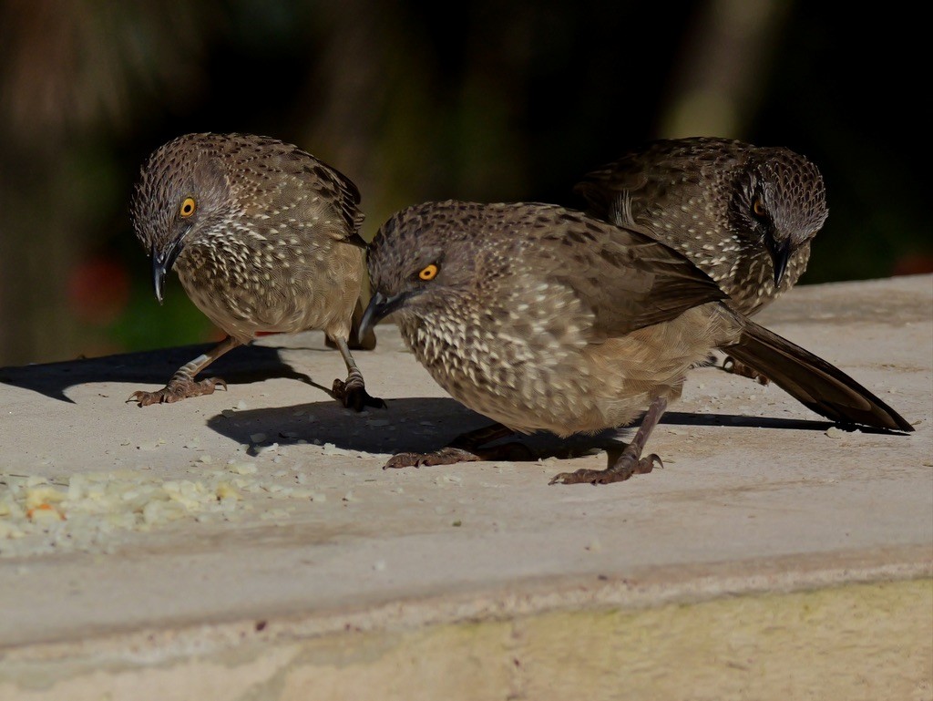 Arrow-marked Babbler - Valerie Gebert