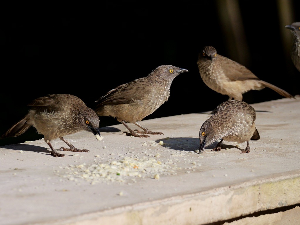 Arrow-marked Babbler - Valerie Gebert