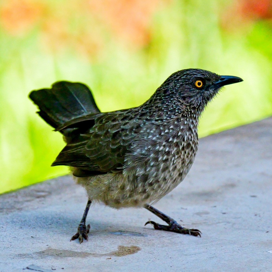 Arrow-marked Babbler - Valerie Gebert