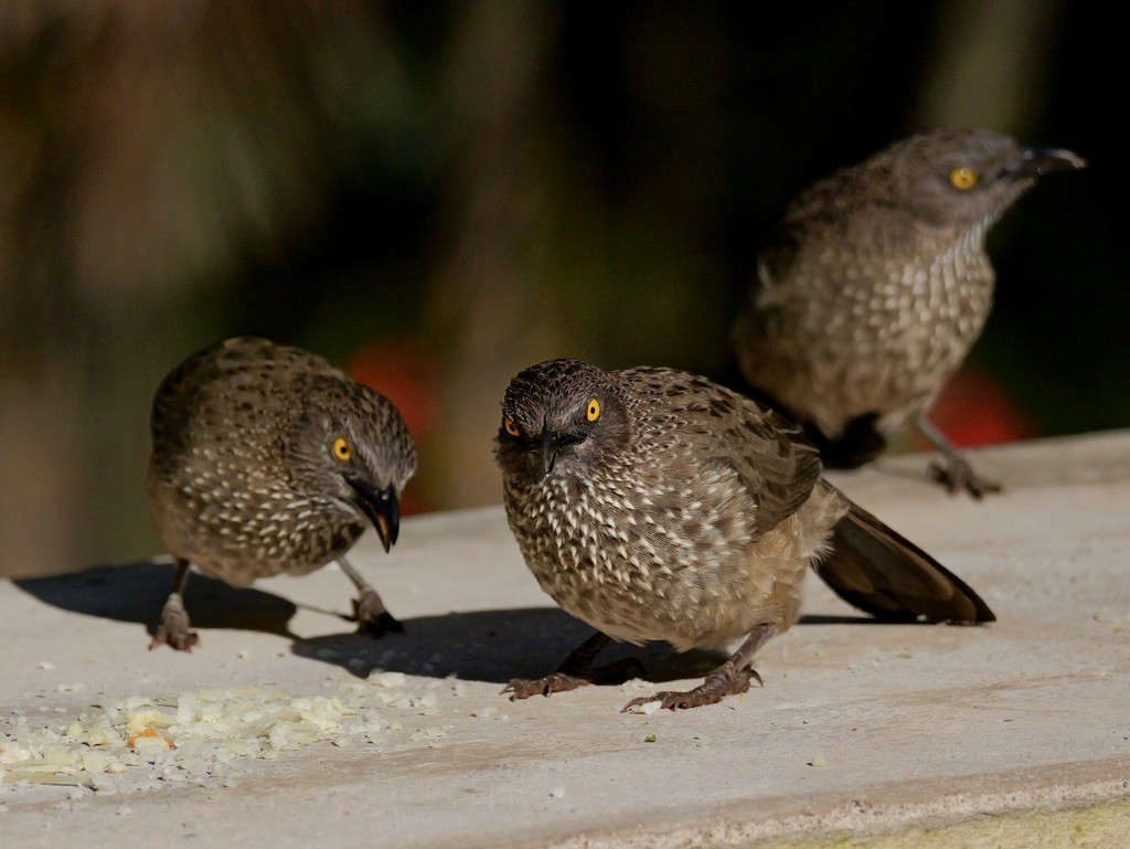 Arrow-marked Babbler - Valerie Gebert