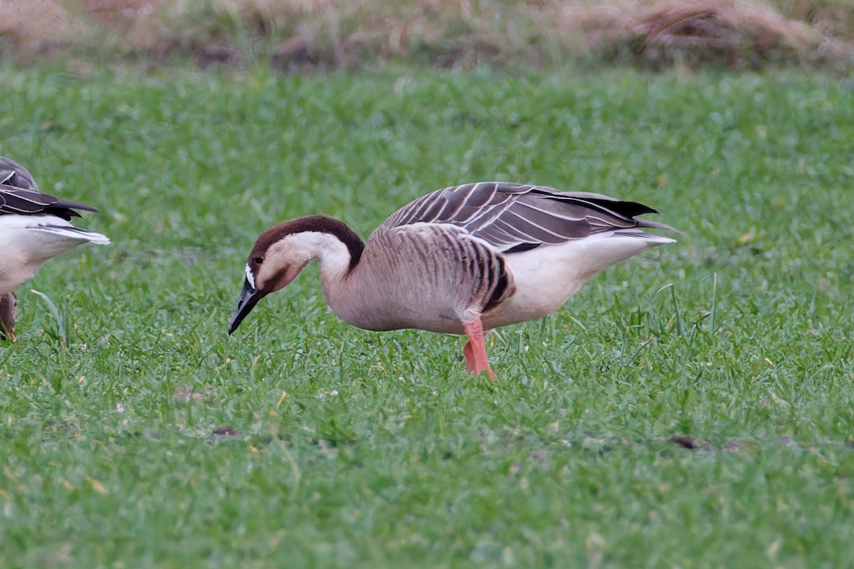 Swan Goose (Domestic type) - ML614828266