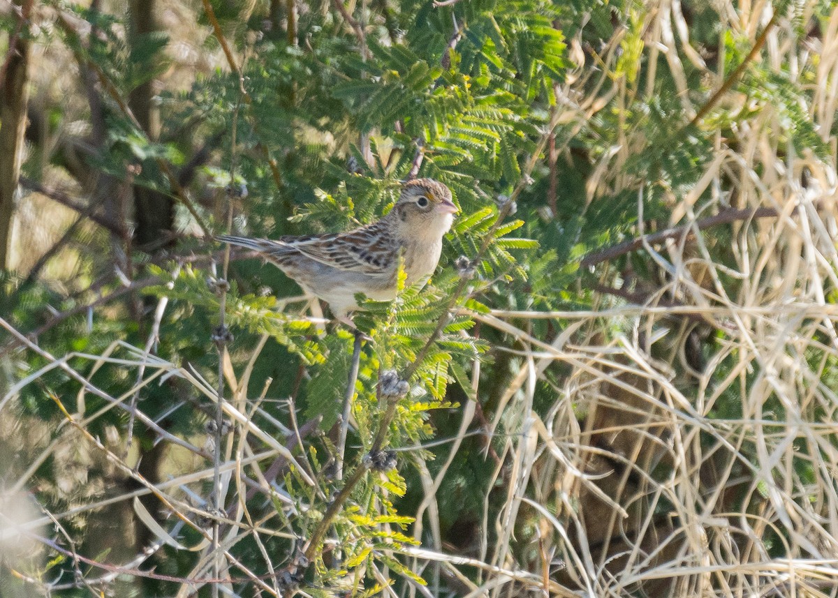 Grasshopper Sparrow - ML614828296