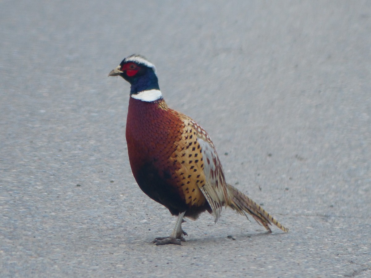 Ring-necked Pheasant - ML614828338
