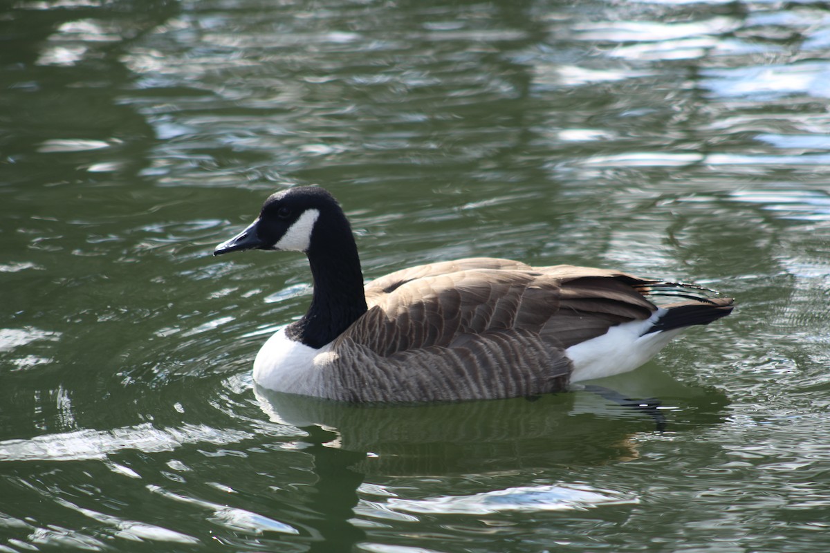 Canada Goose - ML614828346