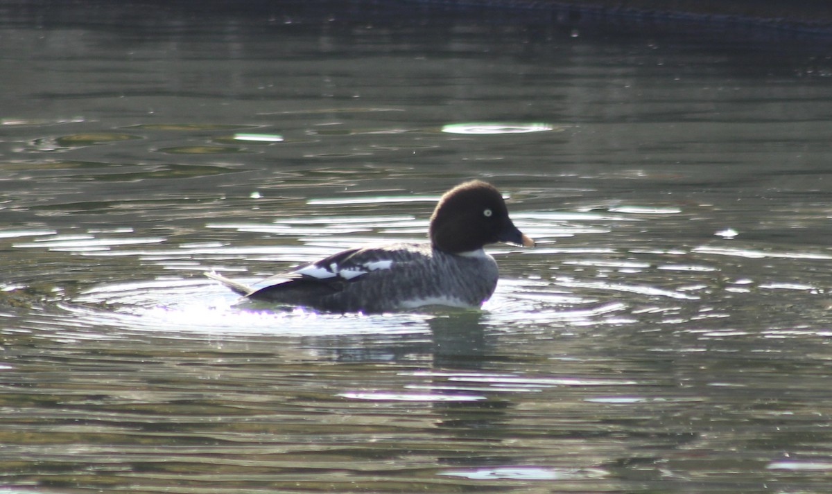 Common Goldeneye - ML614828380