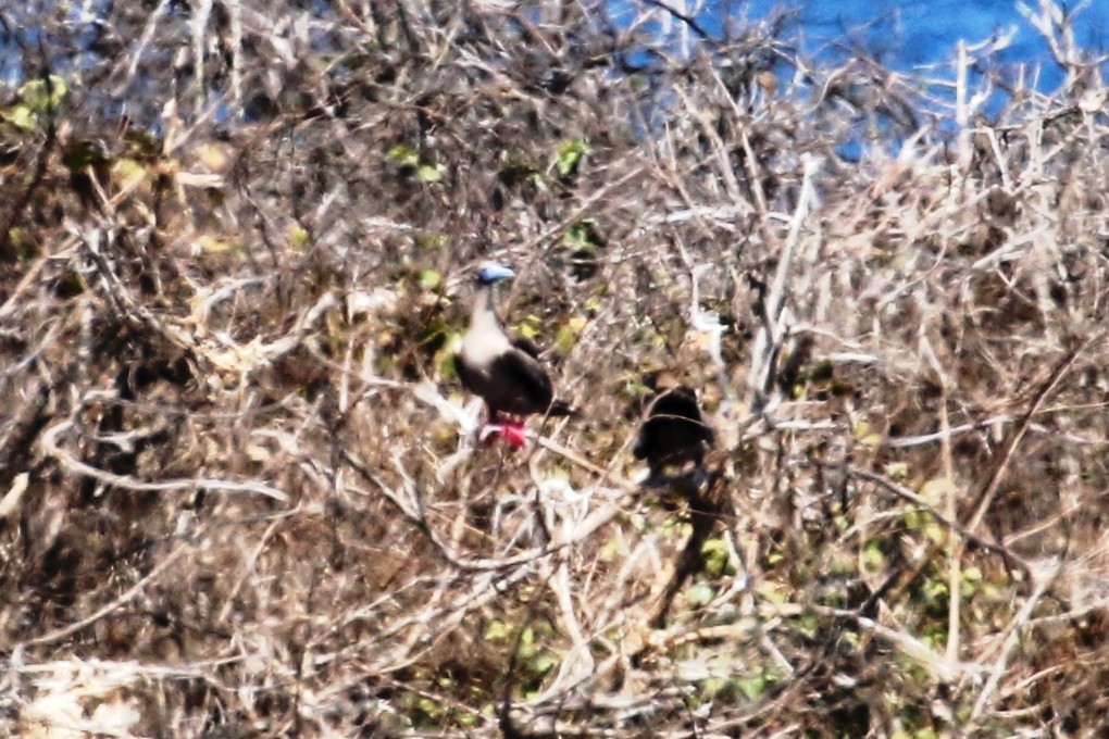 Red-footed Booby - ML614828424