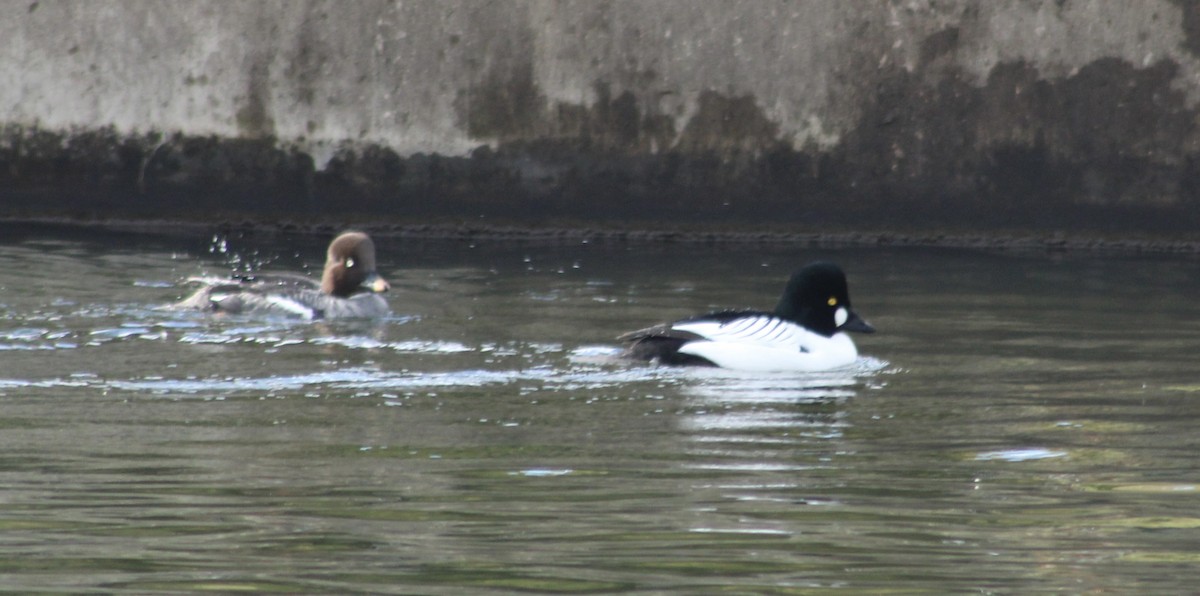 Common Goldeneye - ML614828432