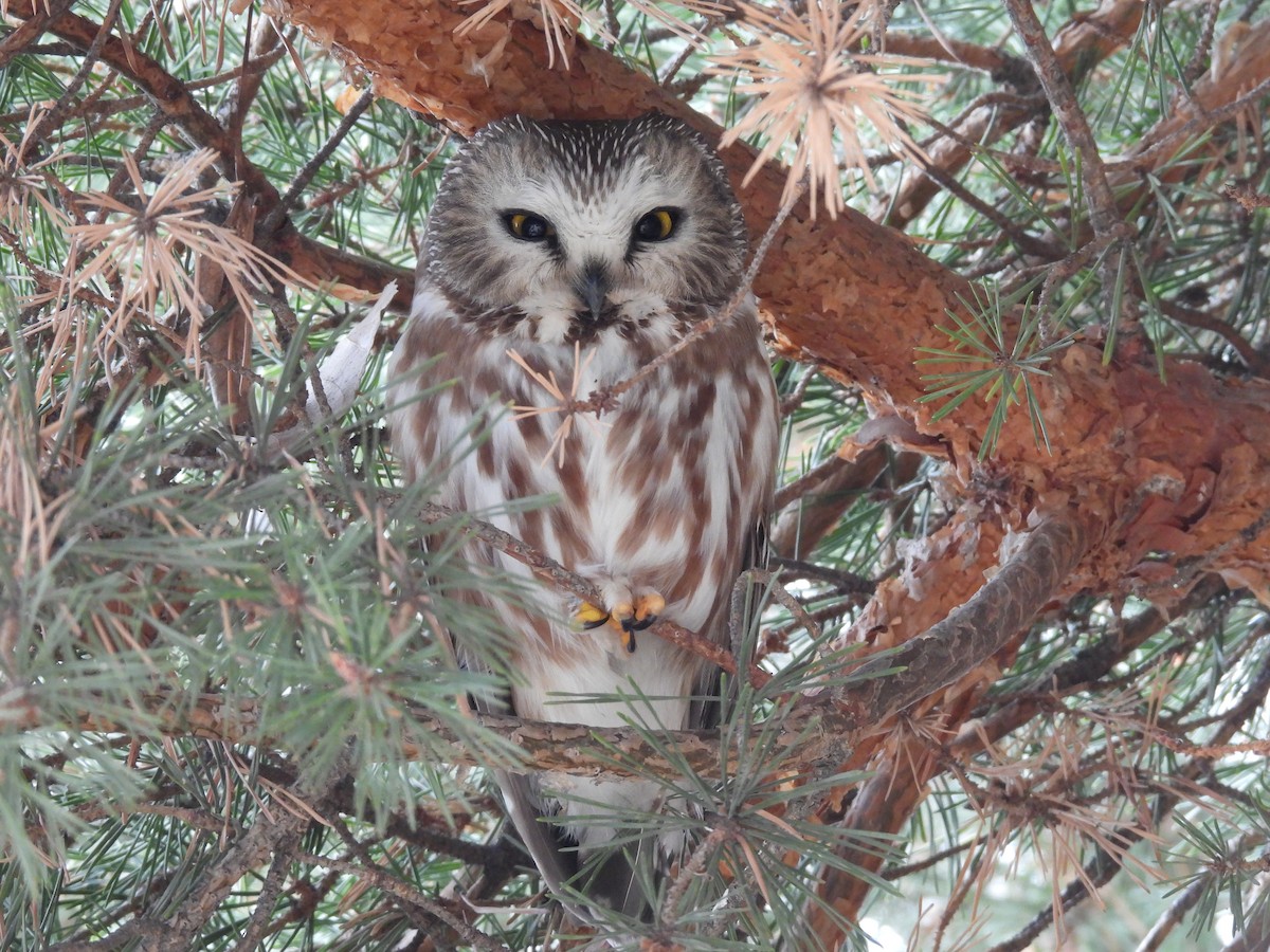 Northern Saw-whet Owl - ML614828468