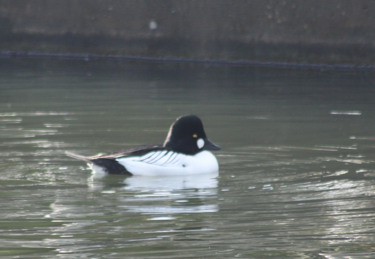 Common Goldeneye - ML614828475