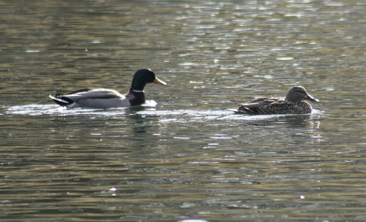 Canard colvert - ML614828500