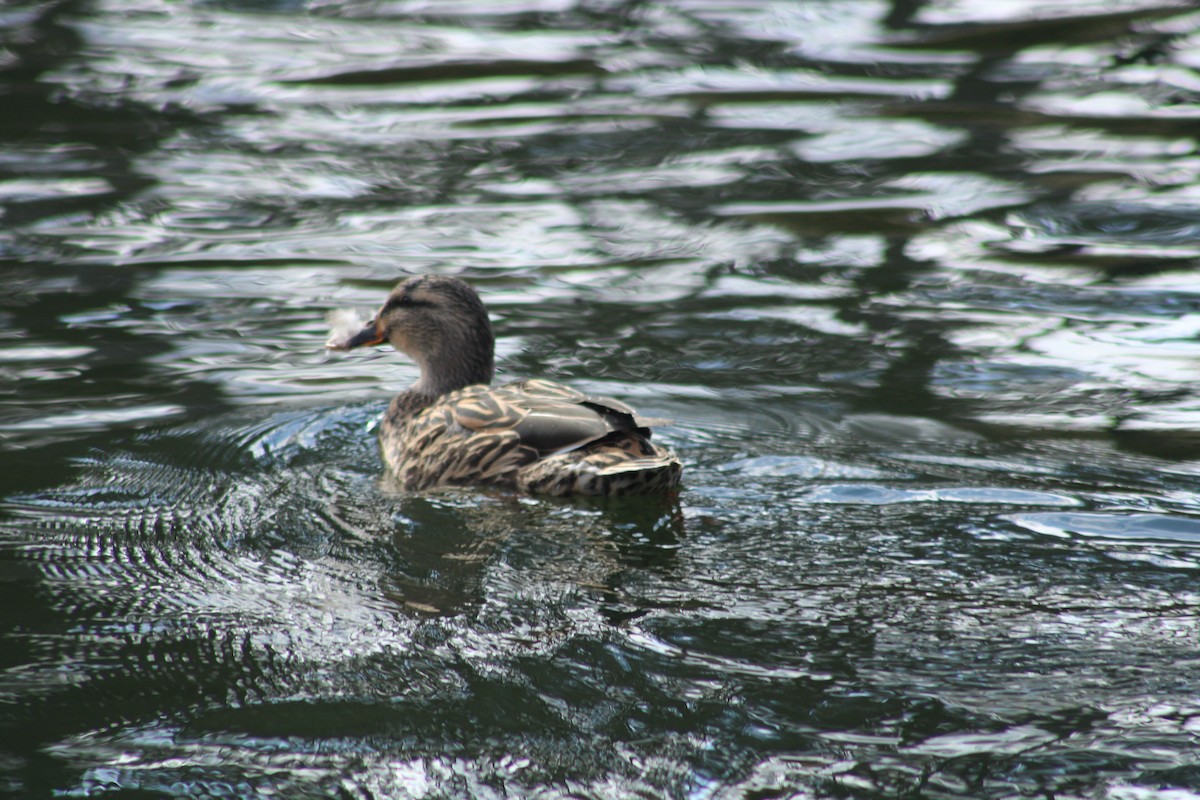 Canard colvert - ML614828510