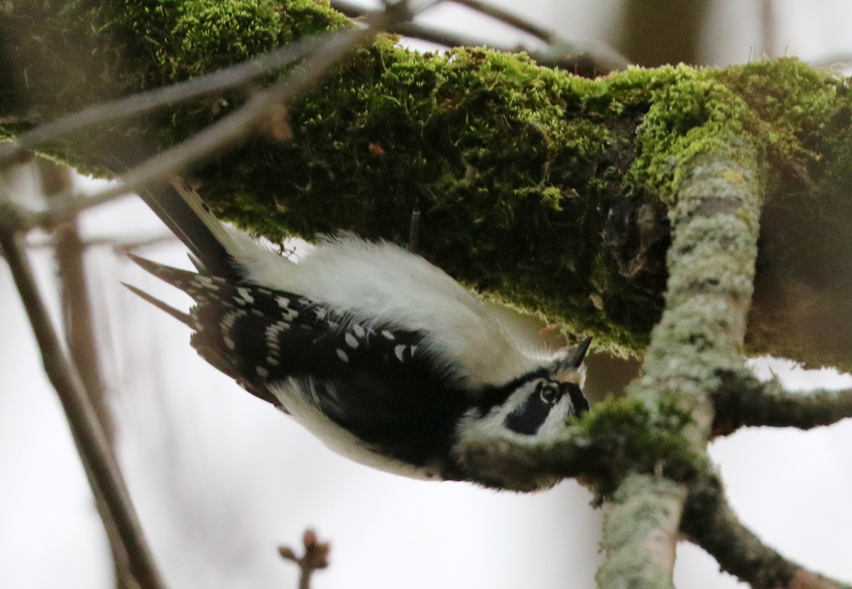 Downy Woodpecker - ML614828542