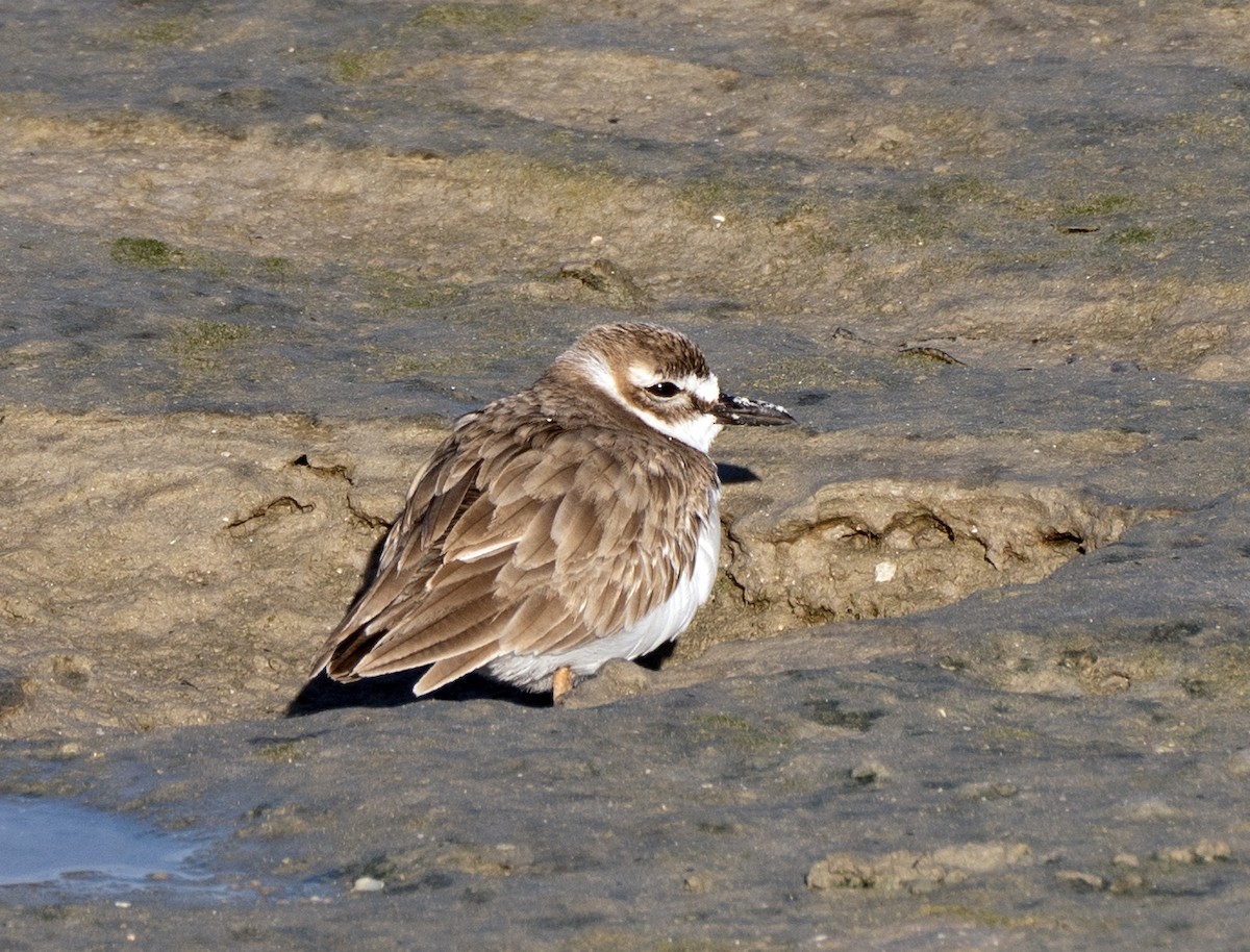 Wilson's Plover - Scott Berglund