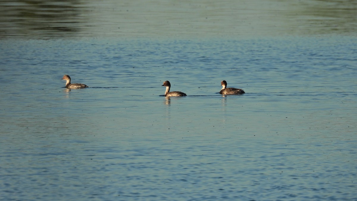 Silvery Grebe - ML614828664