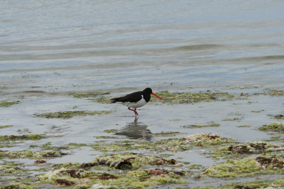 South Island Oystercatcher - ML614828703