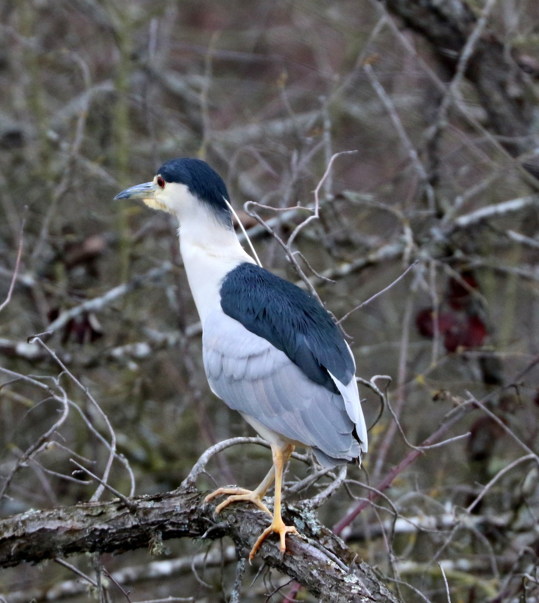 Black-crowned Night Heron - ML614828724