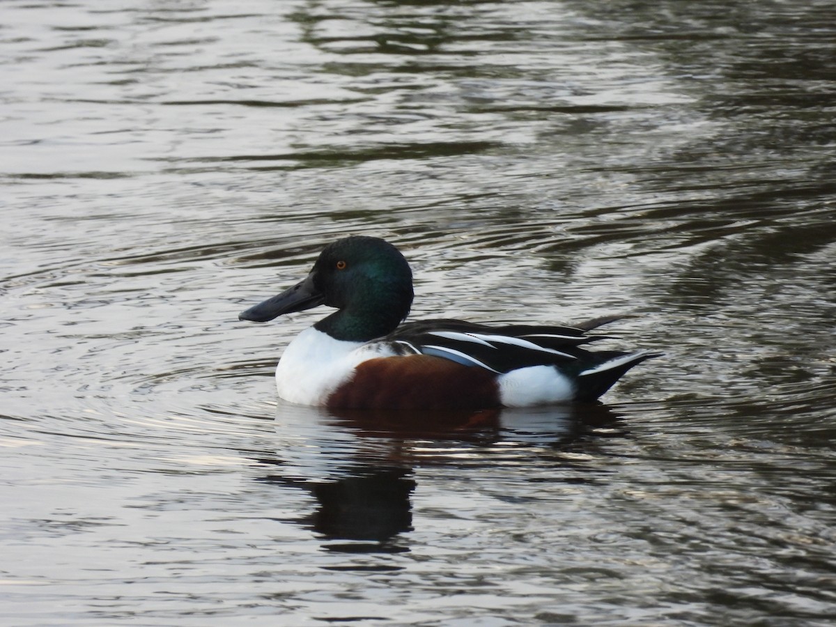 Northern Shoveler - Nicholas Minnich