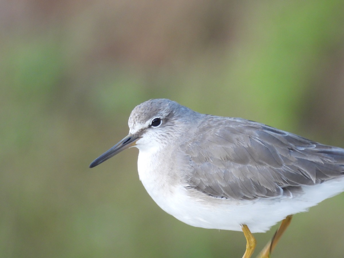 Gray-tailed Tattler - ML614828743