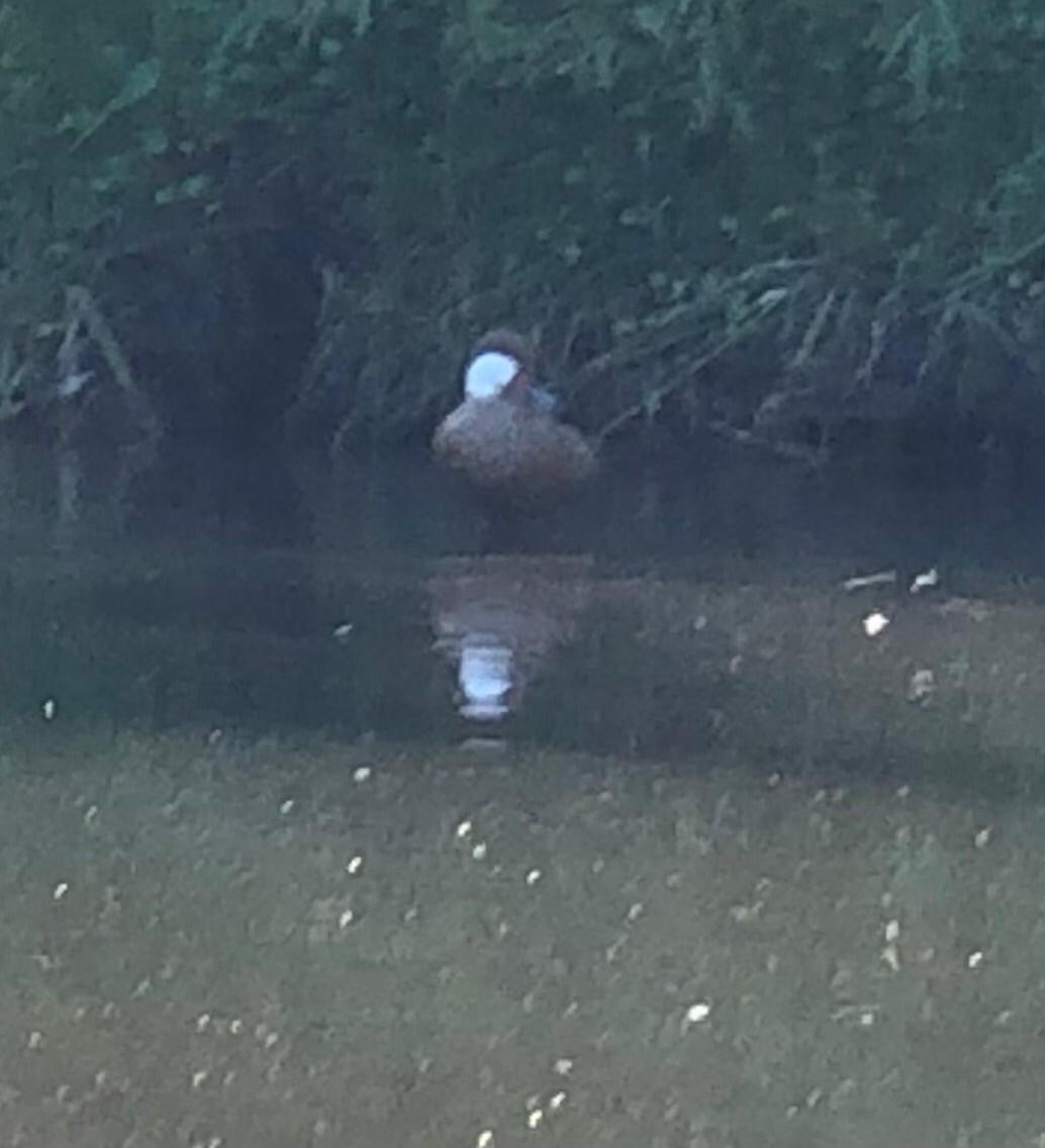 White-cheeked Pintail - ML614828774