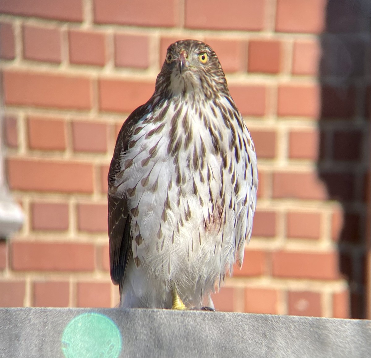 Cooper's Hawk - Michael Onel