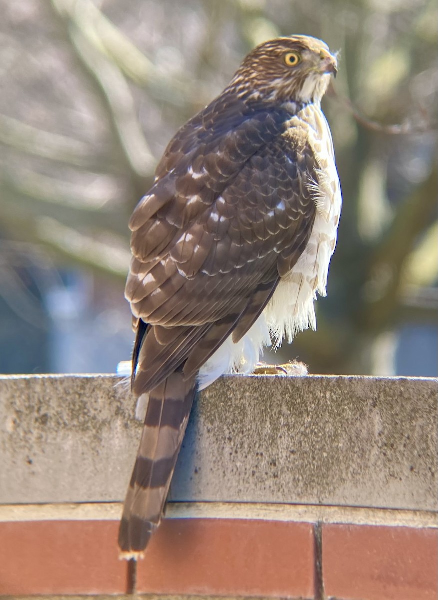 Cooper's Hawk - ML614828776