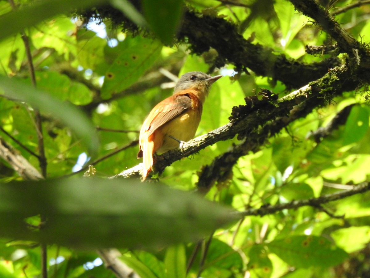 Rufous-tailed Attila - Denise Lourenço