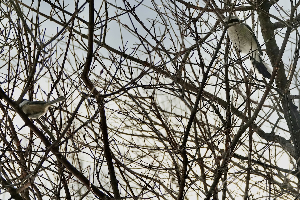 Black-capped Chickadee - ML614828799