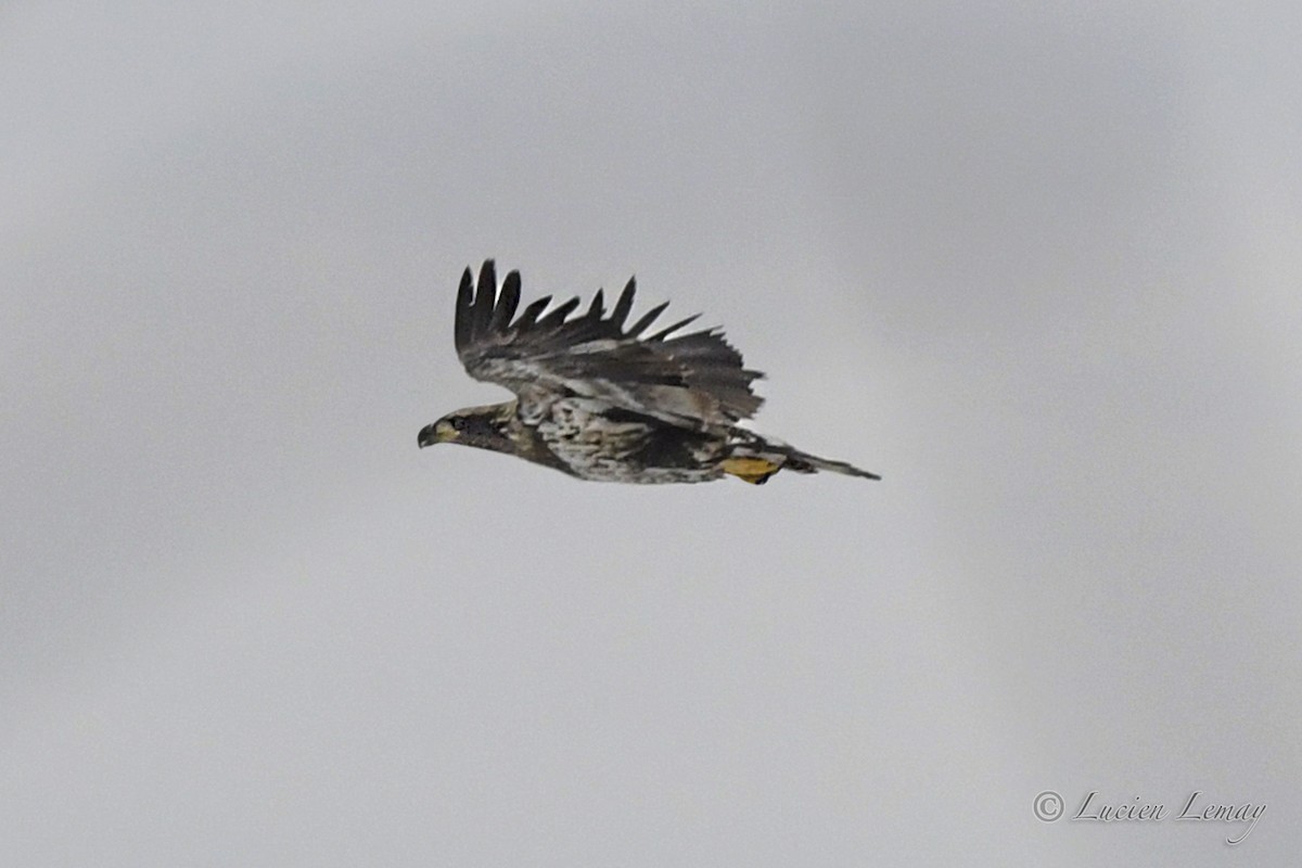 Bald Eagle - Lucien Lemay