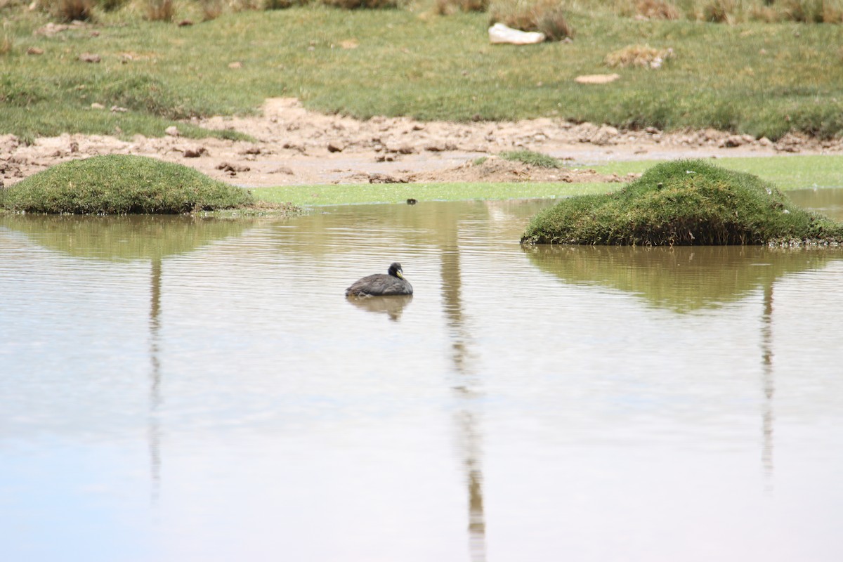 Horned Coot - ML614828837