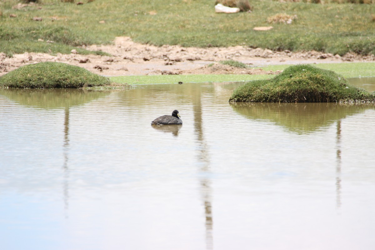 Horned Coot - ML614828841