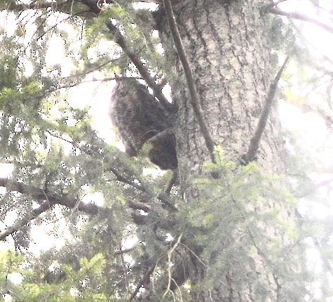 Great Horned Owl - ML614828915