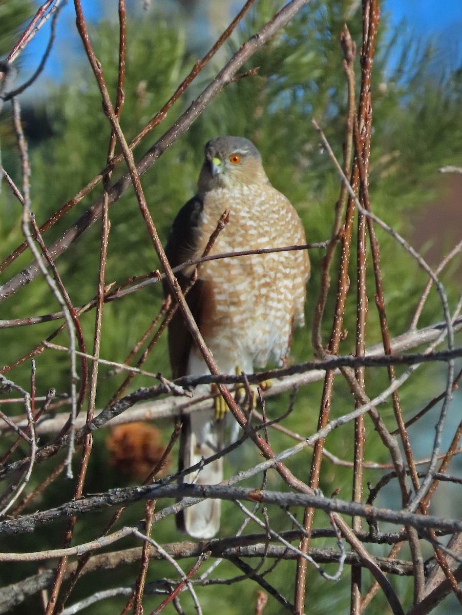 Sharp-shinned Hawk - ML614828952