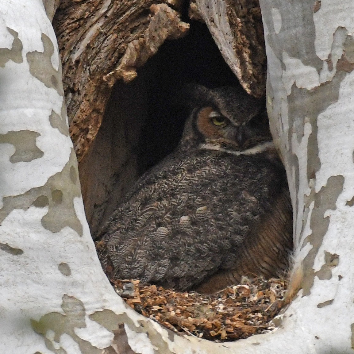 Great Horned Owl - ML614828962