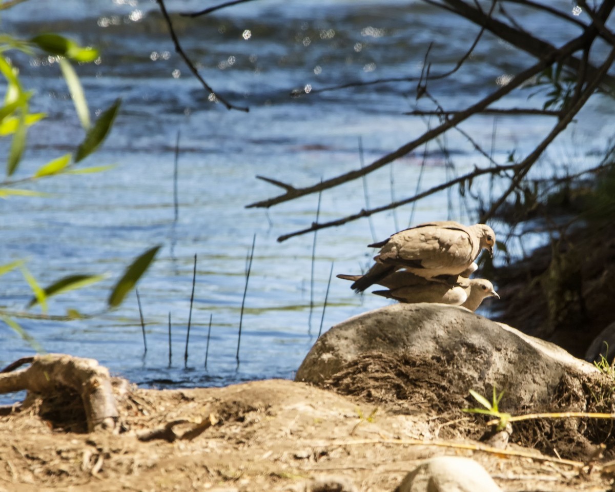 Black-winged Ground Dove - ML614829086