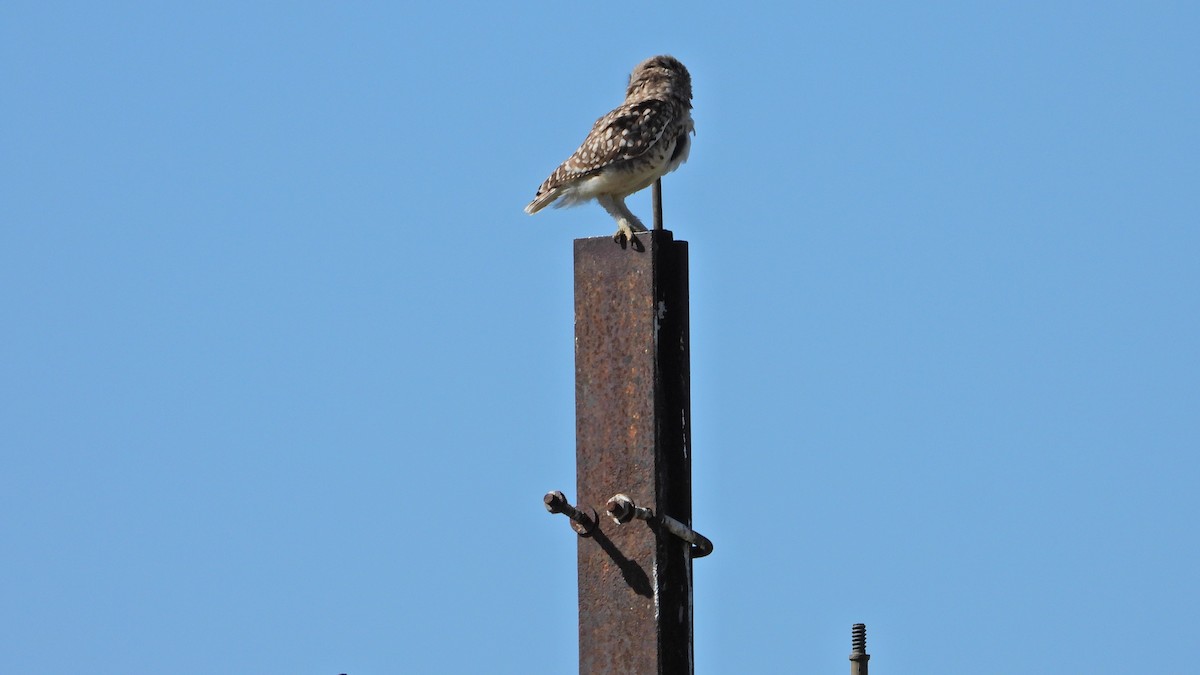 Burrowing Owl - ML614829116