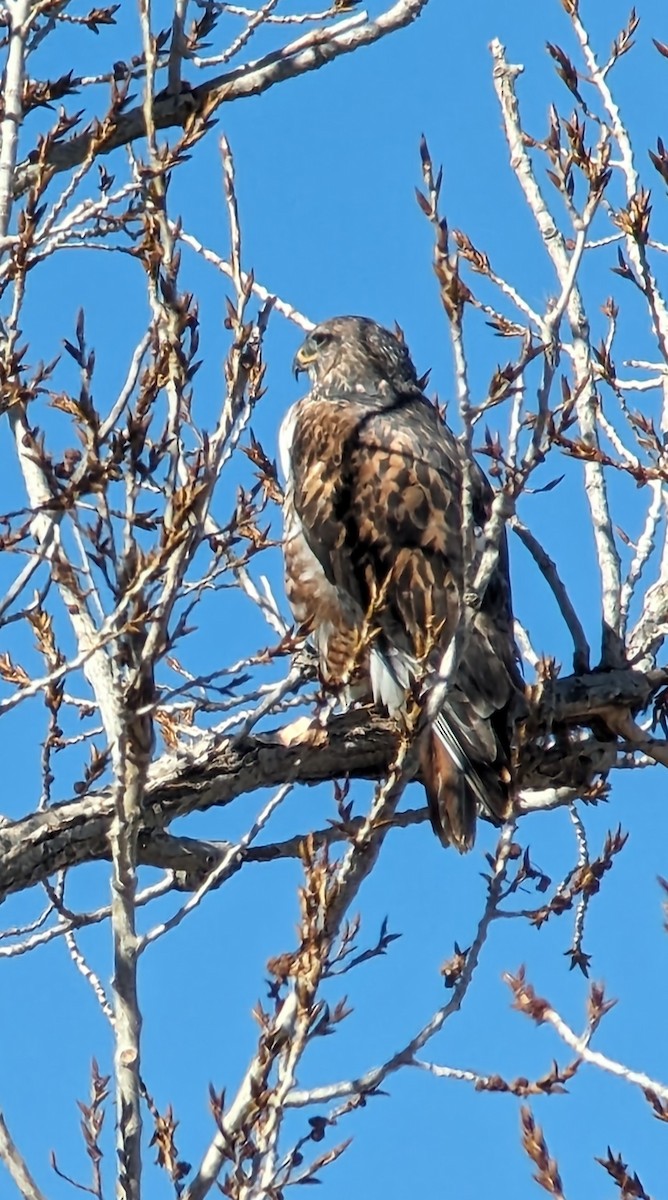 Ferruginous Hawk - Dick Filby