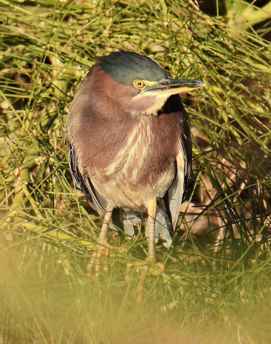 Green Heron - ML614829147